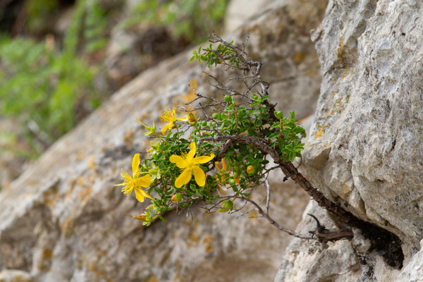 Millepertuis des Baléares — Hypericum balearicum L., 1753