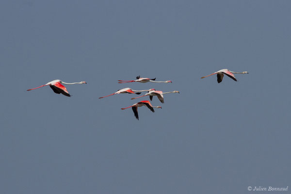 Flamant rose – Phoenicopterus roseus Pallas, 1811, (Ria Formosa (Faro), (Algarve), Portugal, le 01/09/2018)