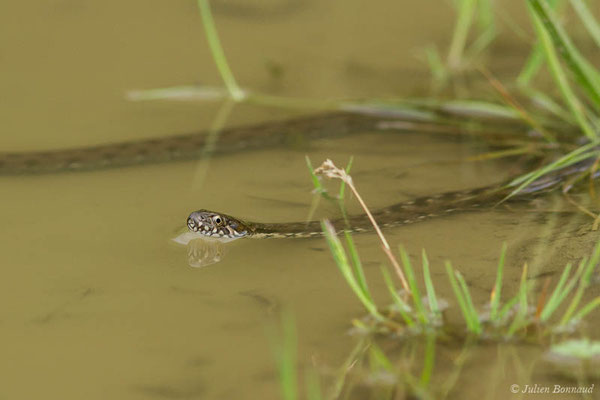 Couleuvre vipérine — Natrix maura (Linnaeus, 1758), (adulte) (Adé (65), France, le 17/05/2021)