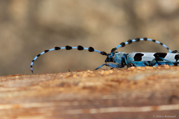 Rosalie des Alpes — Rosalia alpina (Linnaeus, 1758), (Bedous (64), France, le 03/08/2025)