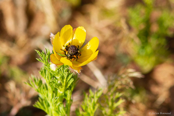 Adonis à petits fruits — Adonis microcarpa DC., 1817
