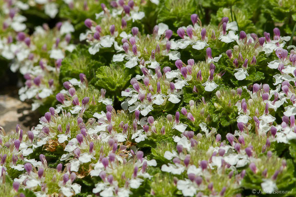 Germandrée des Pyrénées — Teucrium pyrenaicum L., 1753, (Etsaut (64), France, le 29/06/2019)