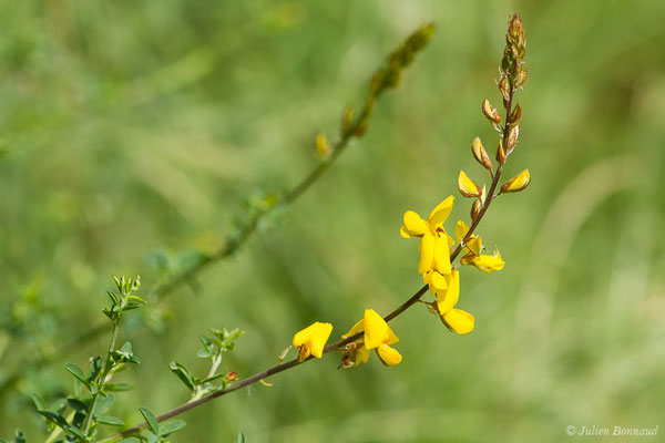 Adénocarpe plié ou Adénocarpe changé — Adenocarpus complicatus (L.) J.Gay, 1836