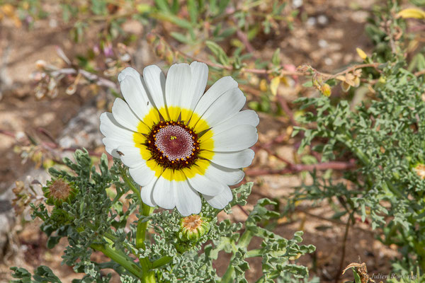 Ismélie carénée — Ismelia carinata (Schousb.) Sch.Bip., 1844, (Parc national de Souss-Massa, Sidi Binzarne, Maroc, le 01/02/2023)