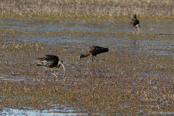 Ibis falcinelle — Plegadis falcinellus (Linnaeus, 1766), (Marais du Vigueirat (13), France, le 18/02/2020)