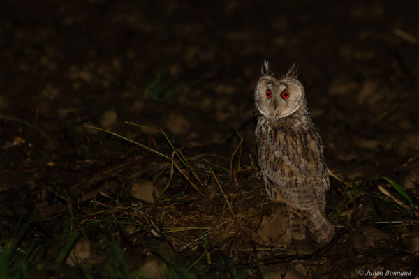 Hibou moyen-duc — Asio otus (Linnaeus, 1758)