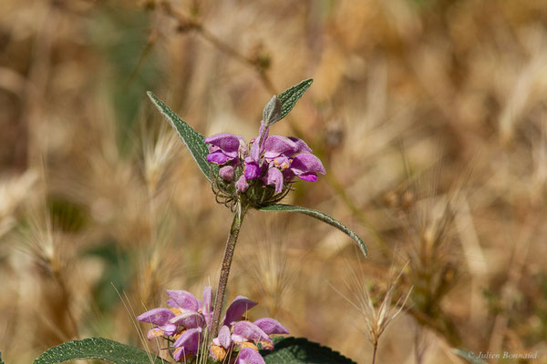 Phlomide herbe-au-vent – Phlomis herba-venti L., 1753, (Castille-et-León, Espagne, le 04/07/2022)