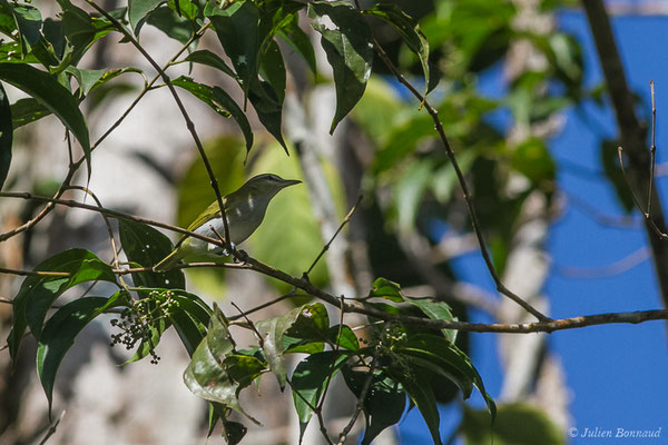 Viréo aux yeux rouges — Vireo olivaceus (Linnaeus, 1766), (Galion, Guyane, le 06/06/2016)