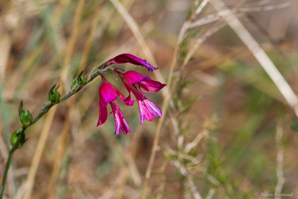 Glaïeul d'Illyrie — Gladiolus illyricus W.D.J.Koch, 1837