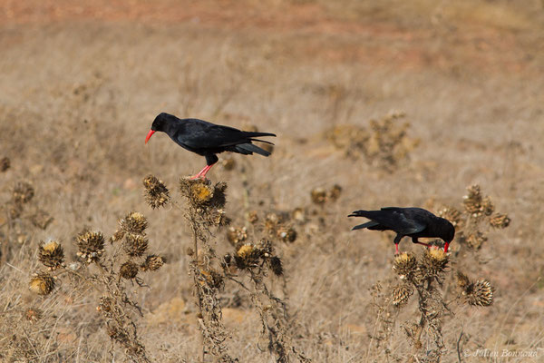 Crave à bec rouge — Pyrrhocorax pyrrhocorax (Linnaeus, 1758), (Sagres (Vila do Bispo), (Algarve), Portugal, le 31/08/2018)