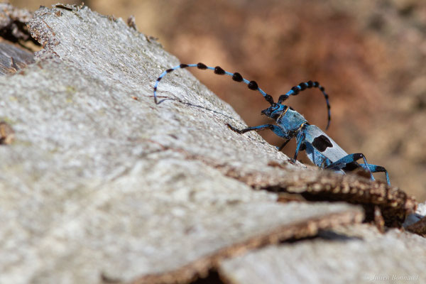 Rosalie des Alpes — Rosalia alpina (Linnaeus, 1758), (Bedous (64), France, le 03/08/2025)
