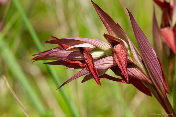 Sérapias à labelle allongé — Serapias vomeracea (Burm.f.) Briq., 1910