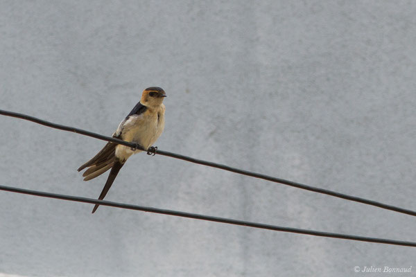 Hirondelle rousseline (Cecropis daurica) (Portimão (Faro), (Algarve), Portugal), le 02/09/2018)