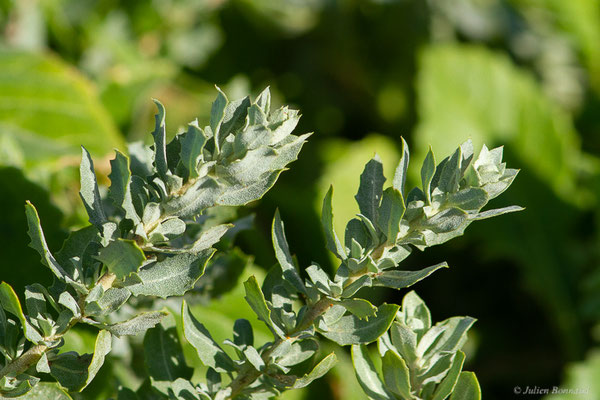 Atriplex parvifolia Lowe — (Oualidia (Casablanca-Settat), Maroc, le 21/01/2023)