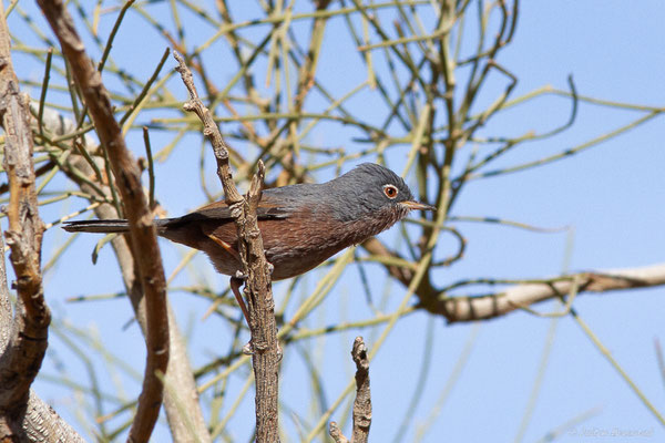 Fauvette de l'Atlas — Curruca deserticola (Tristram, 1859), (Msseyed (Guelmim-Oued Noun), Maroc, le 06/02/2024)