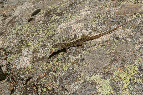 Lézard de Bedriaga — Archaeolacerta bedriagae (Camerano, 1885)