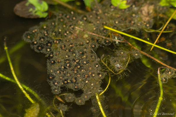 Grenouille de Graf — Pelophylax kl. grafi (Crochet, Dubois, Ohler & Tunner, 1995), (ponte) (Bésingrand (64), France, le 26/04/2021)