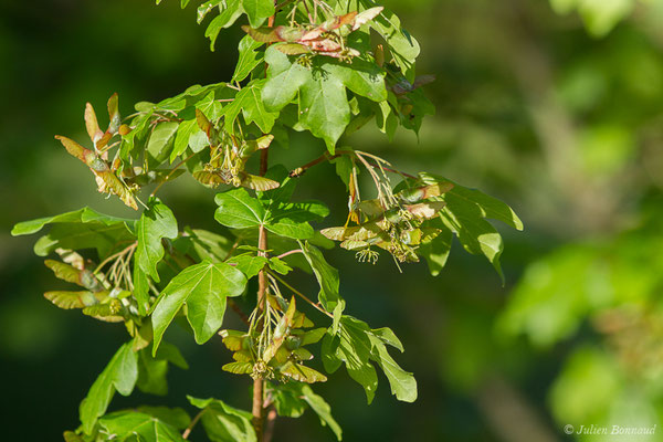 Érable champêtre — Acer campestre L., 1753, (Loubieng (64), France, le 29/04/2020)