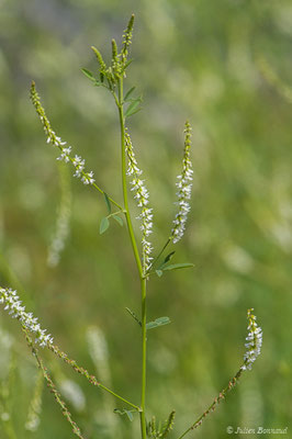 Mélilot blanc — Melilotus albus Medik., 1787