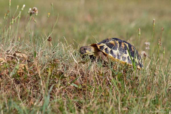 Tortue d'Hermann — Testudo hermanni (Gmelin, 1789), (animal captif)
