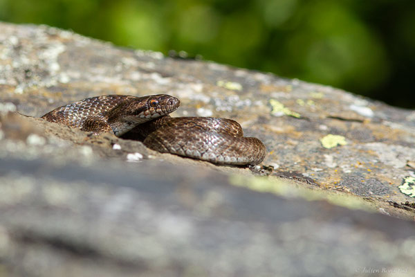 Coronelle girondine — Coronella girondica (Daudin, 1803)