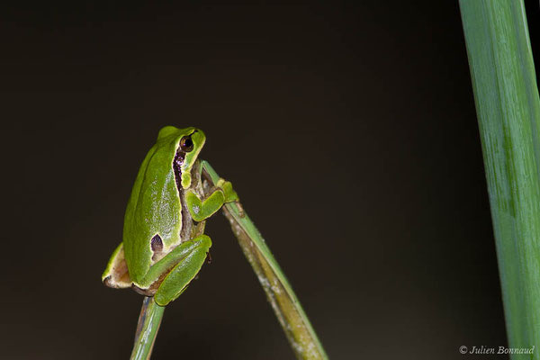 Rainette ibérique – Hyla molleri Bedriaga, 1889, (Tarnos (40), France, le 01/05/2021)