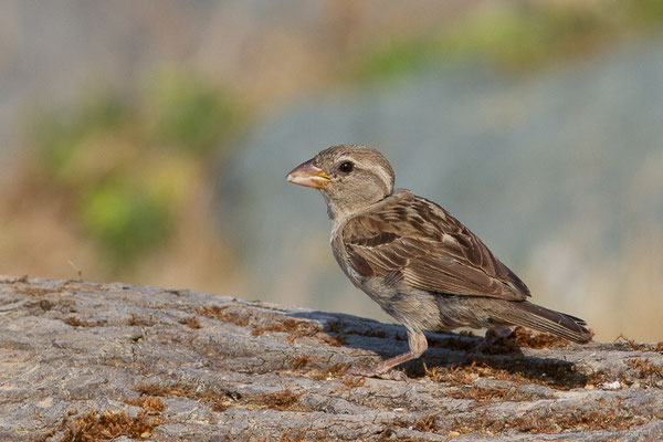 Moineau domestique — Passer domesticus (Linnaeus, 1758), (Anglet (64), France, le 10/08/2024)