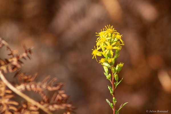 Solidage verge-d'or — Solidago virgaurea L., 1753, (Mont-de-Marsan (40), France, le 07/10/2022)