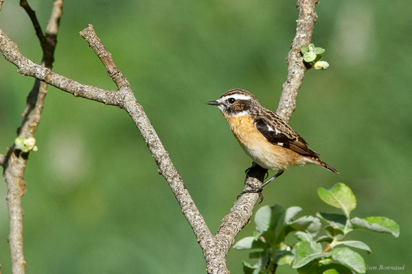Tarier des prés — Saxicola rubetra (Linnaeus, 1758), (station de ski de Gourette, Eaux-Bonnes (64), France, le 27/05/2022)