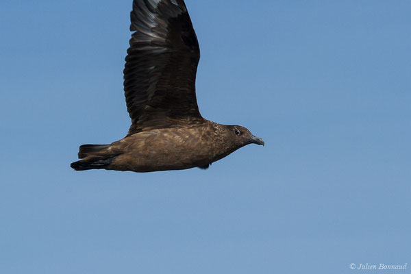 Grand Labbe – Stercorarius skua (Brünnich, 1764), (Saint-Jean-de-Luz (64), France, le 17/10/2020)