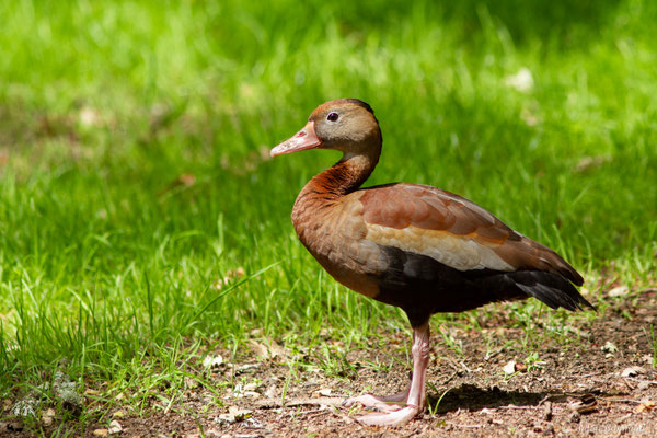 Dendrocygne à ventre noir — Dendrocygna autumnalis (Linnaeus, 1758)