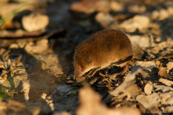 Musaraigne pygmée — Sorex minutus Linnaeus, 1766