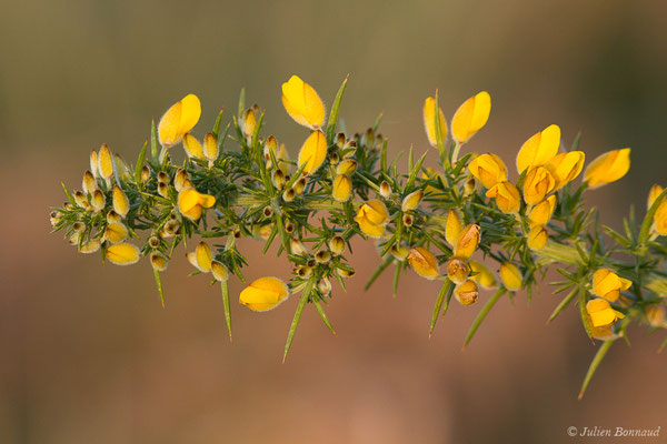 Ajonc d'Europe — Ulex europaeus L., 1753