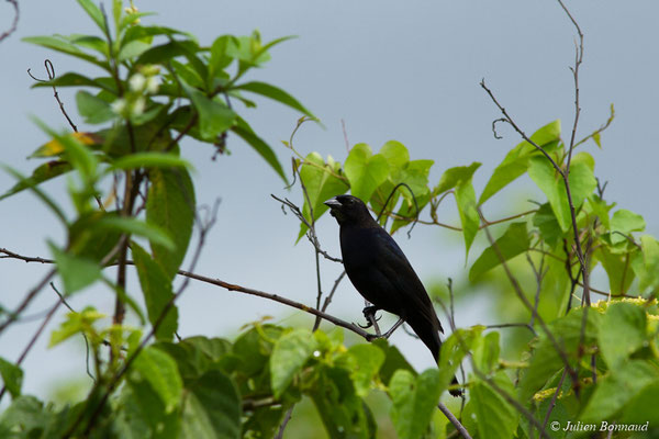 Vacher luisant (Molothrus bonariensis) (mâle sub-adulte) (Mana, le 27/04/2017)