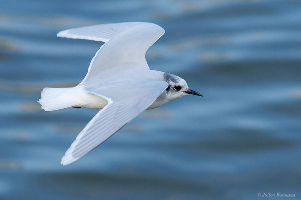Mouette pygmée — Hydrocoloeus minutus (Pallas, 1776), (Capbreton (40), France, le 02/12/2022)