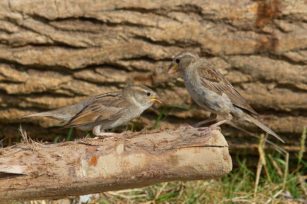 Moineau domestique — Passer domesticus (Linnaeus, 1758), (Anglet (64), France, le 10/08/2024)