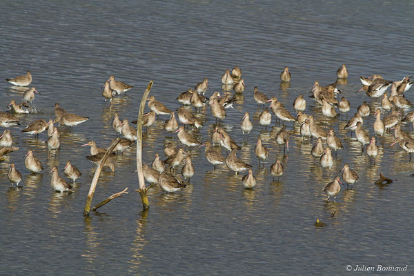 Barge à queue noire — Limosa limosa (Linnaeus, 1758), (réserve ornithologique du Teich (33), France, le 24/01/2018)