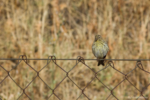 Serin cini — Serinus serinus (Linnaeus, 1766), (Salamanque (Castille-et-León), Espagne, le 07/09/2018)