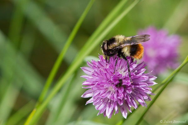 Volucelle bourdon (Volucella bombylans) (lac d'Ayous, Laruns (64), France, le 13/07/2019)