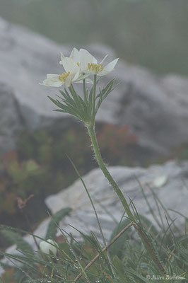 Anémone à fleurs de Narcisse — Anemonastrum narcissiflorum (L.) Holub, 1973