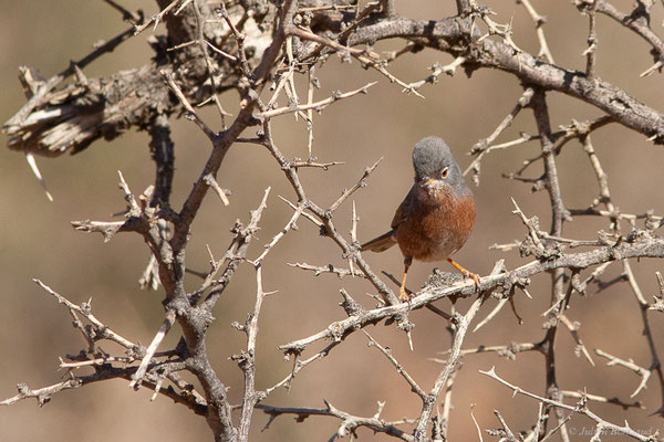 Fauvette de l'Atlas — Curruca deserticola (Tristram, 1859), (Msseyed (Guelmim-Oued Noun), Maroc, le 06/02/2024)
