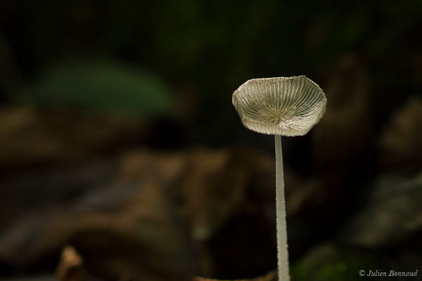 Coprin cendré (Coprinopsis cinerea) (Laruns (64), France, le 09/10/2020)