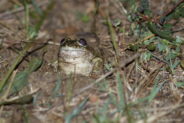 Pélobate cultripède — Pelobates cultripes (Cuvier, 1829), (Tarnos (40), France, le 01/05/2021)