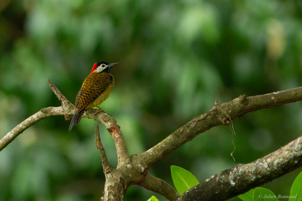 Pic de Cayenne — Colaptes punctigula (Boddaert, 1783), (Marais Leblond, Cayenne, le 08/01/2017)