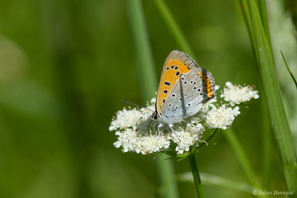 Cuivré des marais ou Grand cuivré — Lycaena dispar (Haworth, 1802), (femelle) (Parbayse (64), France, le 07/05/2020)