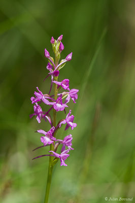 Gymnadénie moucheron, Orchis moucheron, Orchis moustique — Gymnadenia conopsea (L.) R.Br., 1813