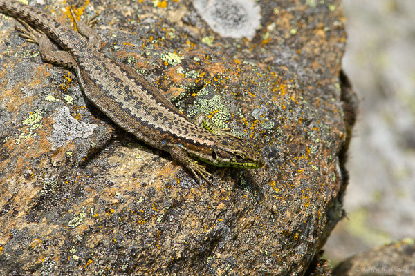 Lézard de Galan – Iberolacerta galani Arribas, Carranza & Odierna, 2006, (Parc naturel du lac de Sanabria (Zamora), Espagne), le 06/07/2022)