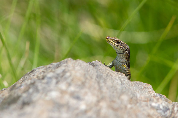 Lézard d'Aurelio — Iberalacerta aurelioi (Arribas, 1994), (Cirque glaciaire de Soulcem, Auzat (09), le 10/07/2023)