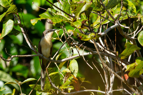 Coulicou de Vieillot — Coccyzus melacoryphus Vieillot, 1817