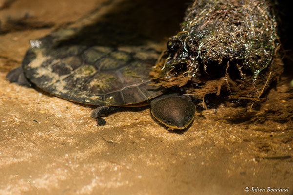 Tortue de Schweigger ou Tortue à tête de crapaud — Mesoclemmys nasuta (Schweigger, 1812), (mine d'or Dorlin, Maripassoula, le 25/05/2017)